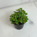 The Plant Farm® Houseplants Peperomia Meridana Variegated, 2" Plant