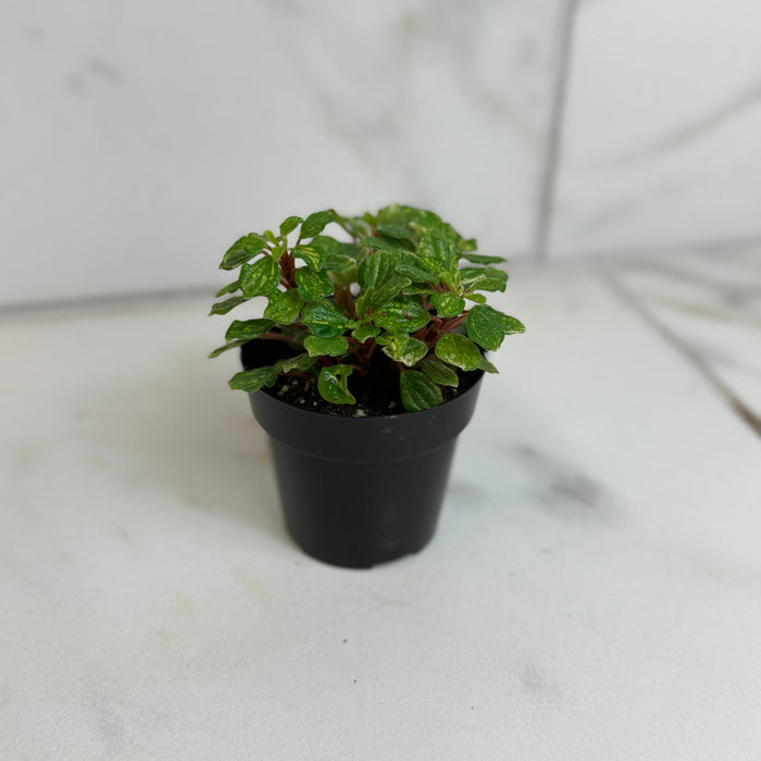 The Plant Farm® Houseplants Peperomia Meridana Variegated, 2" Plant
