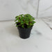 The Plant Farm® Houseplants Peperomia Meridana Variegated, 2" Plant