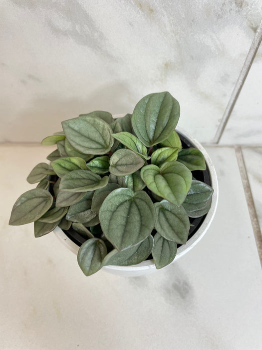 The Plant Farm® Houseplants Peperomia Milano, 4" Plant