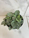 The Plant Farm® Houseplants Peperomia Milano, 4" Plant