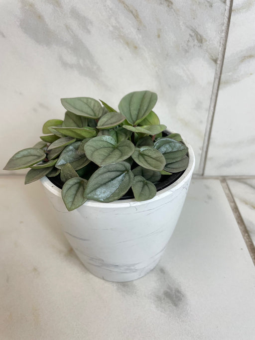 The Plant Farm® Houseplants Peperomia Milano, 4" Plant