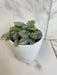 The Plant Farm® Houseplants Peperomia Milano, 4" Plant