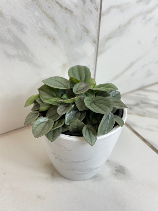 The Plant Farm® Houseplants Peperomia Milano, 4" Plant
