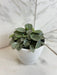 The Plant Farm® Houseplants Peperomia Milano, 4" Plant