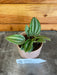 The Plant Farm® Houseplants Peperomia Mini Watermelon Plant, 2" Plant