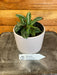 The Plant Farm® Houseplants Peperomia Mini Watermelon Plant, 4" Plant