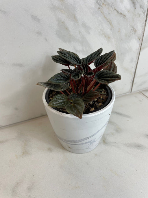 The Plant Farm® Houseplants Peperomia Monte Video, 4" Plant
