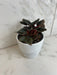 The Plant Farm® Houseplants Peperomia Monte Video, 4" Plant