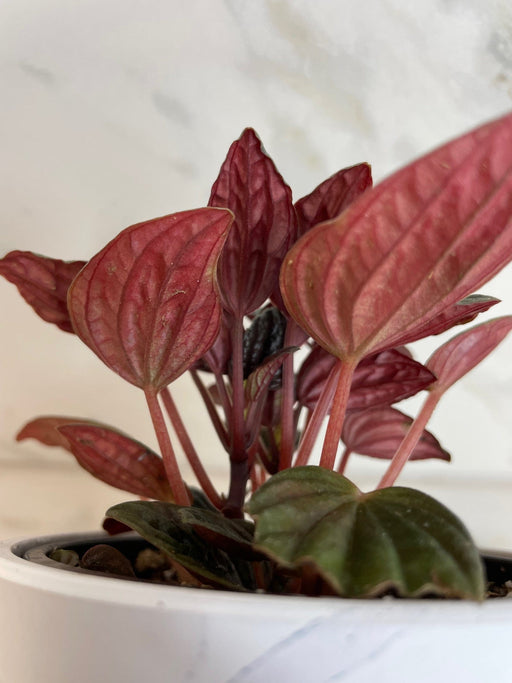 The Plant Farm® Houseplants Peperomia Monte Video, 4" Plant
