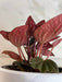 The Plant Farm® Houseplants Peperomia Monte Video, 4" Plant