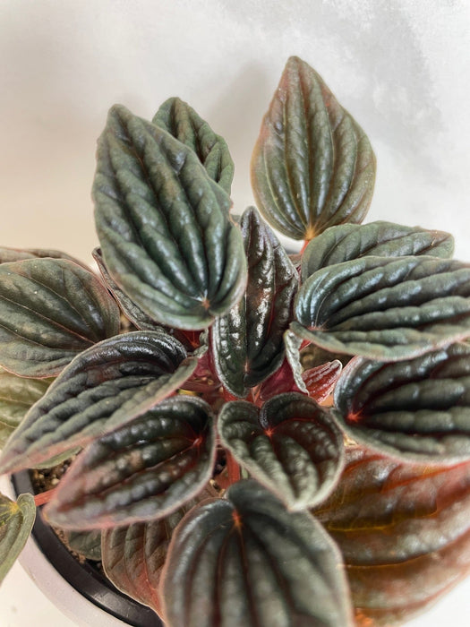 The Plant Farm® Houseplants Peperomia Monte Video, 4" Plant