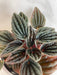 The Plant Farm® Houseplants Peperomia Monte Video, 4" Plant
