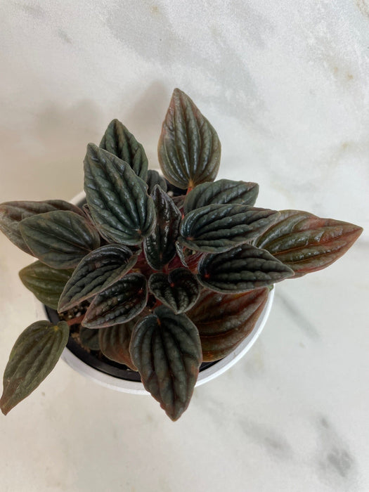 The Plant Farm® Houseplants Peperomia Monte Video, 4" Plant