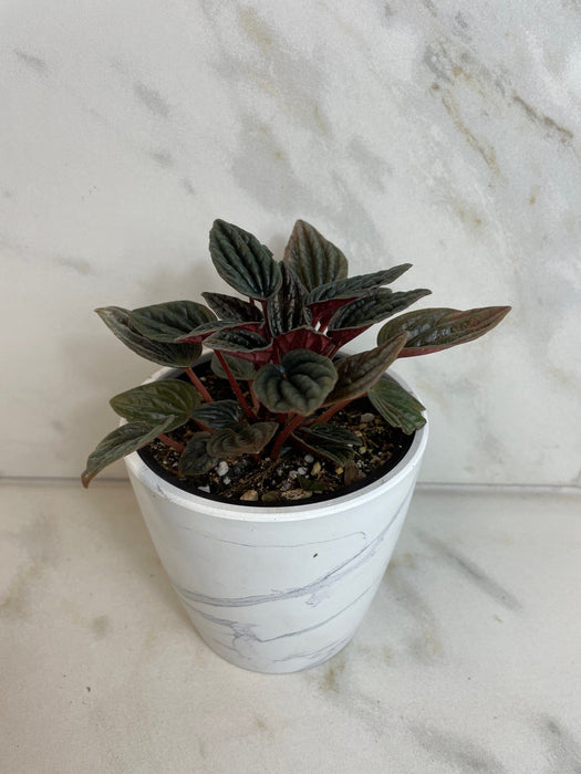 The Plant Farm® Houseplants Peperomia Monte Video, 4" Plant