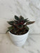 The Plant Farm® Houseplants Peperomia Monte Video, 4" Plant