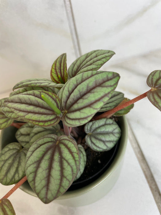 The Plant Farm® Houseplants Peperomia Mystique, 2" Plant