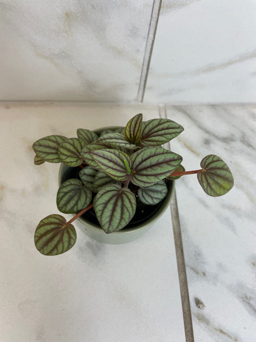 The Plant Farm® Houseplants Peperomia Mystique, 2" Plant