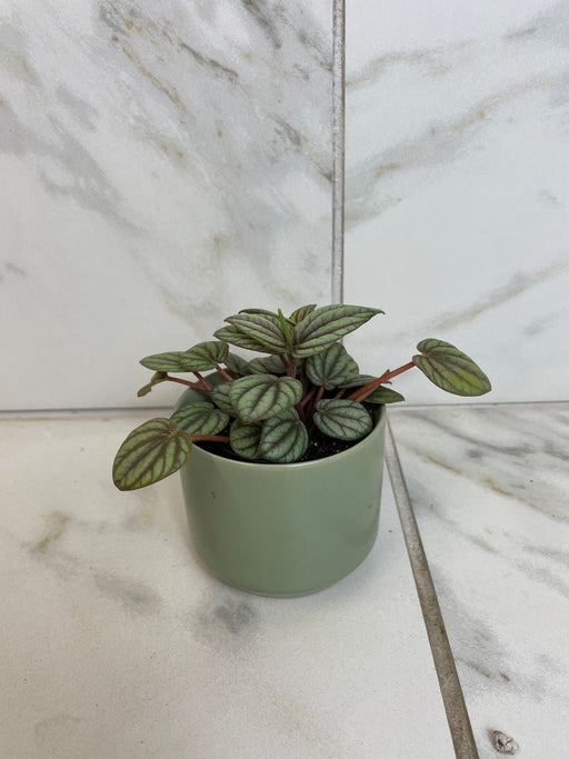 The Plant Farm® Houseplants Peperomia Mystique, 2" Plant