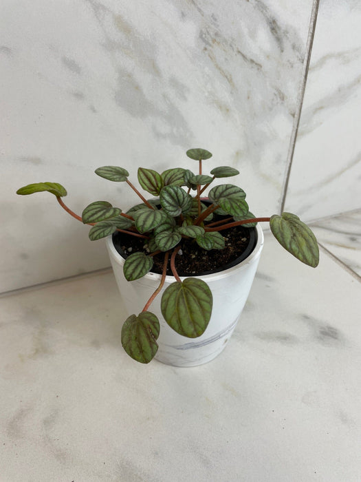 The Plant Farm® Houseplants Peperomia Mystique, 4" Plant