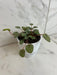 The Plant Farm® Houseplants Peperomia Mystique, 4" Plant