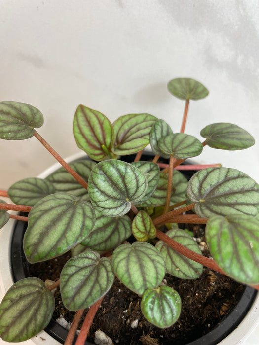 The Plant Farm® Houseplants Peperomia Mystique, 4" Plant
