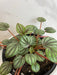 The Plant Farm® Houseplants Peperomia Mystique, 4" Plant