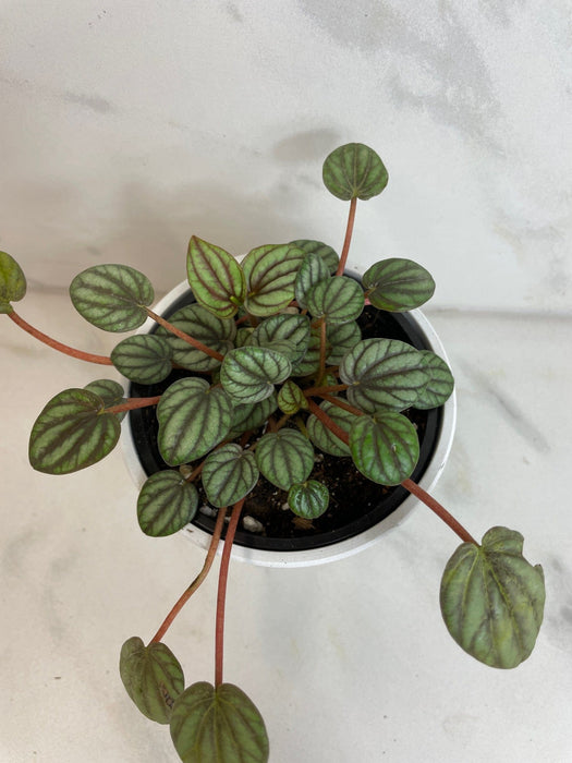 The Plant Farm® Houseplants Peperomia Mystique, 4" Plant