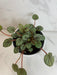 The Plant Farm® Houseplants Peperomia Mystique, 4" Plant
