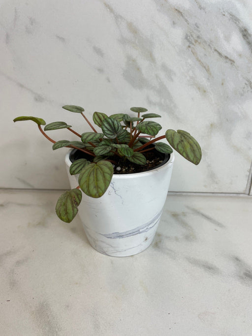 The Plant Farm® Houseplants Peperomia Mystique, 4" Plant