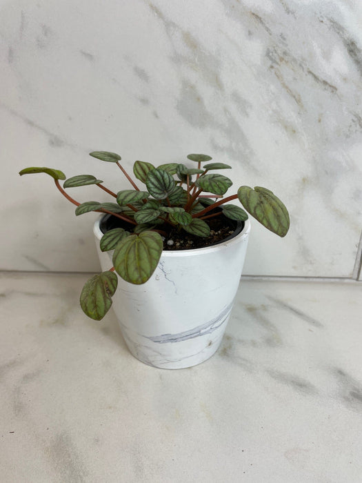 The Plant Farm® Houseplants Peperomia Mystique, 4" Plant