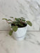 The Plant Farm® Houseplants Peperomia Mystique, 4" Plant
