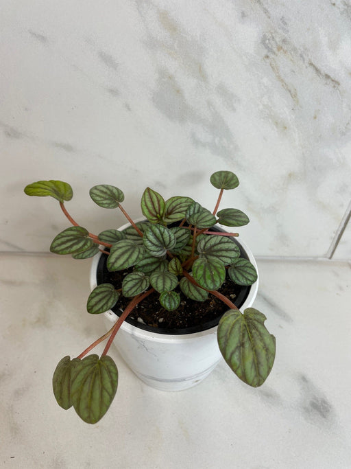 The Plant Farm® Houseplants Peperomia Mystique, 4" Plant