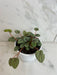 The Plant Farm® Houseplants Peperomia Mystique, 4" Plant