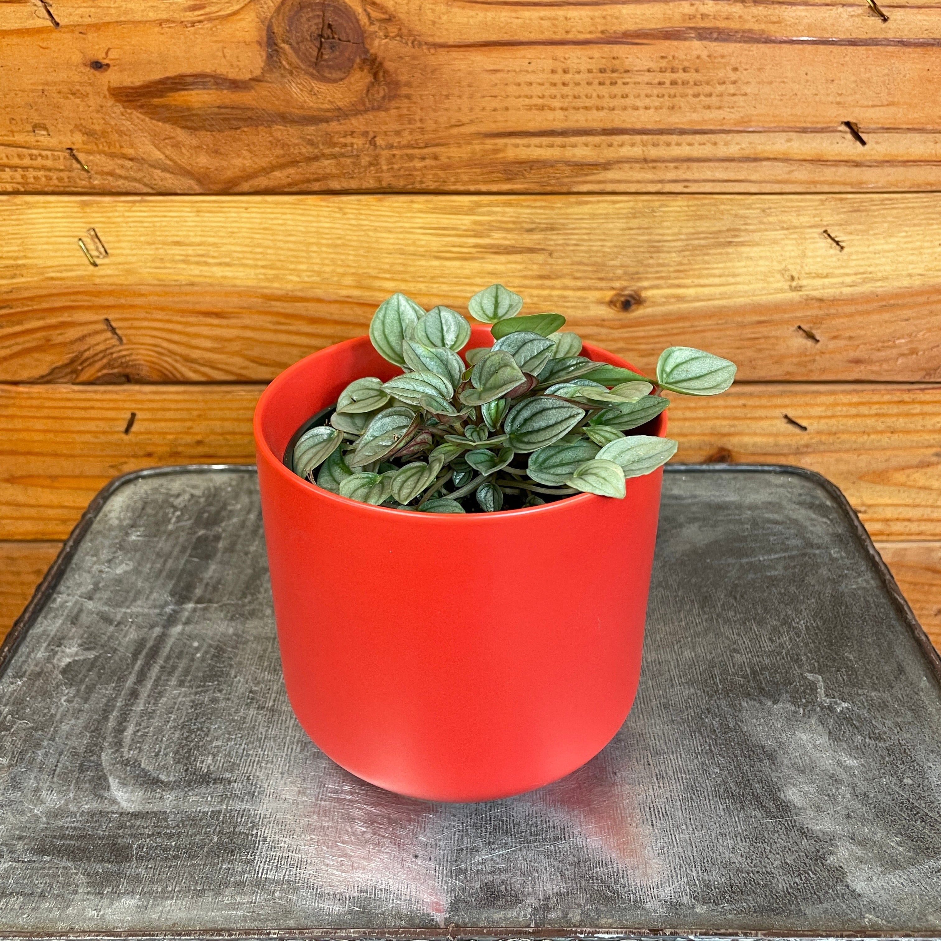 house plant that closes at night Peperomia Napoli Night, 4" Plant — The Plant Farm®