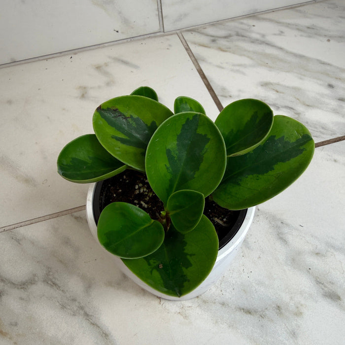 lime green indoor plants Peperomia Obtusifolia Lemon Lime, 4" Plant
