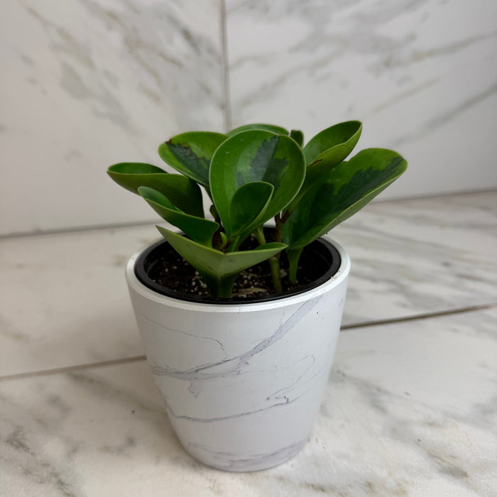 lime green indoor plant pots Peperomia Obtusifolia Lemon Lime, 4" Plant