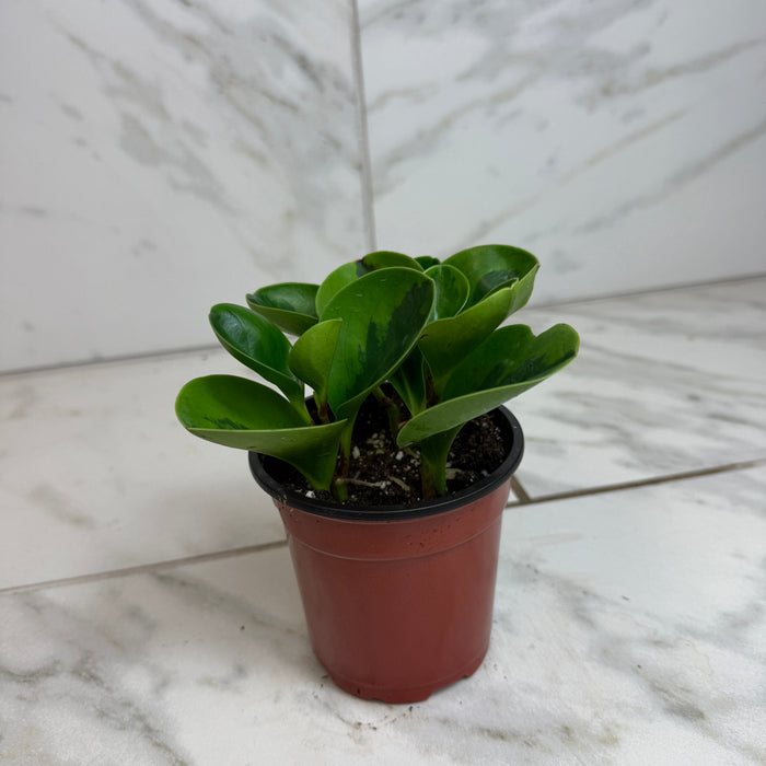 indoor plants peperomia Peperomia Obtusifolia Lemon Lime, 4" Plant — The Plant Farm®