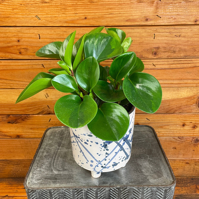 The Plant Farm® Houseplants Peperomia Obtusifolia Lemon Lime, 6" Plant