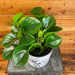 The Plant Farm® Houseplants Peperomia Obtusifolia Lemon Lime, 6" Plant