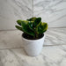 The Plant Farm® Houseplants Peperomia Obtusifolia Marble, 4" Plant