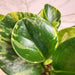 The Plant Farm® Houseplants Peperomia Obtusifolia Marble, 4" Plant