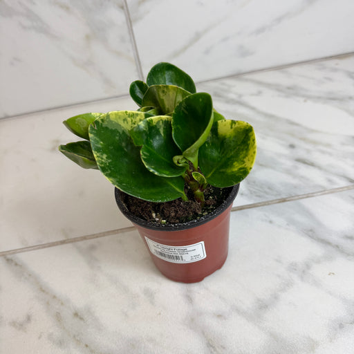 The Plant Farm® Houseplants Peperomia Obtusifolia Marble, 4" Plant