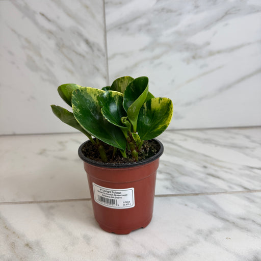 The Plant Farm® Houseplants Peperomia Obtusifolia Marble, 4" Plant