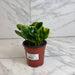 The Plant Farm® Houseplants Peperomia Obtusifolia Marble, 4" Plant