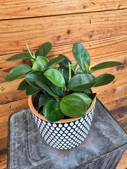 The Plant Farm® Houseplants Peperomia Obtusifolia Red Margins, 6" Plant