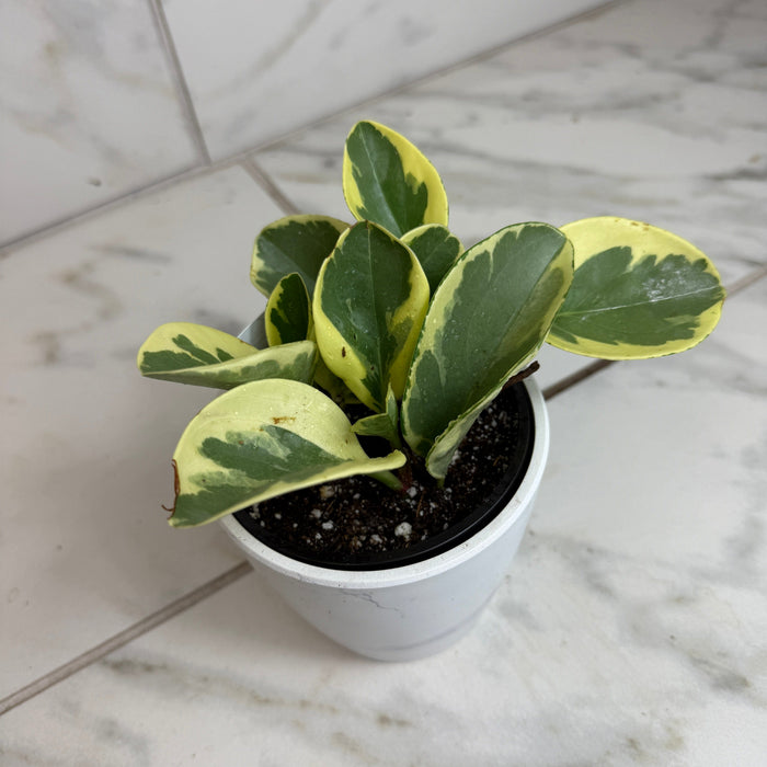 house plant peperomia Peperomia Obtusifolia Variegated, 4" Plant, The Plant Farm