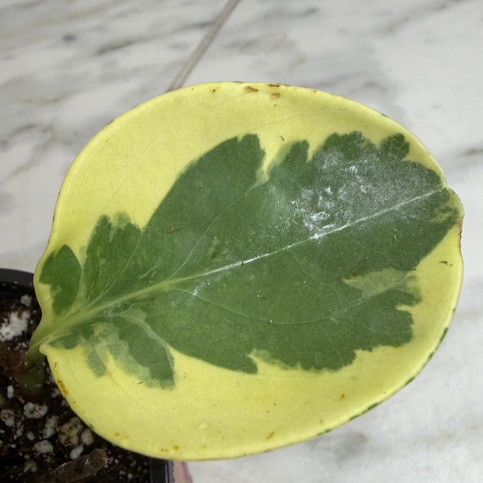 variegated indoor plants for sale Peperomia Obtusifolia Variegated, 4" Plant, The Plant Farm