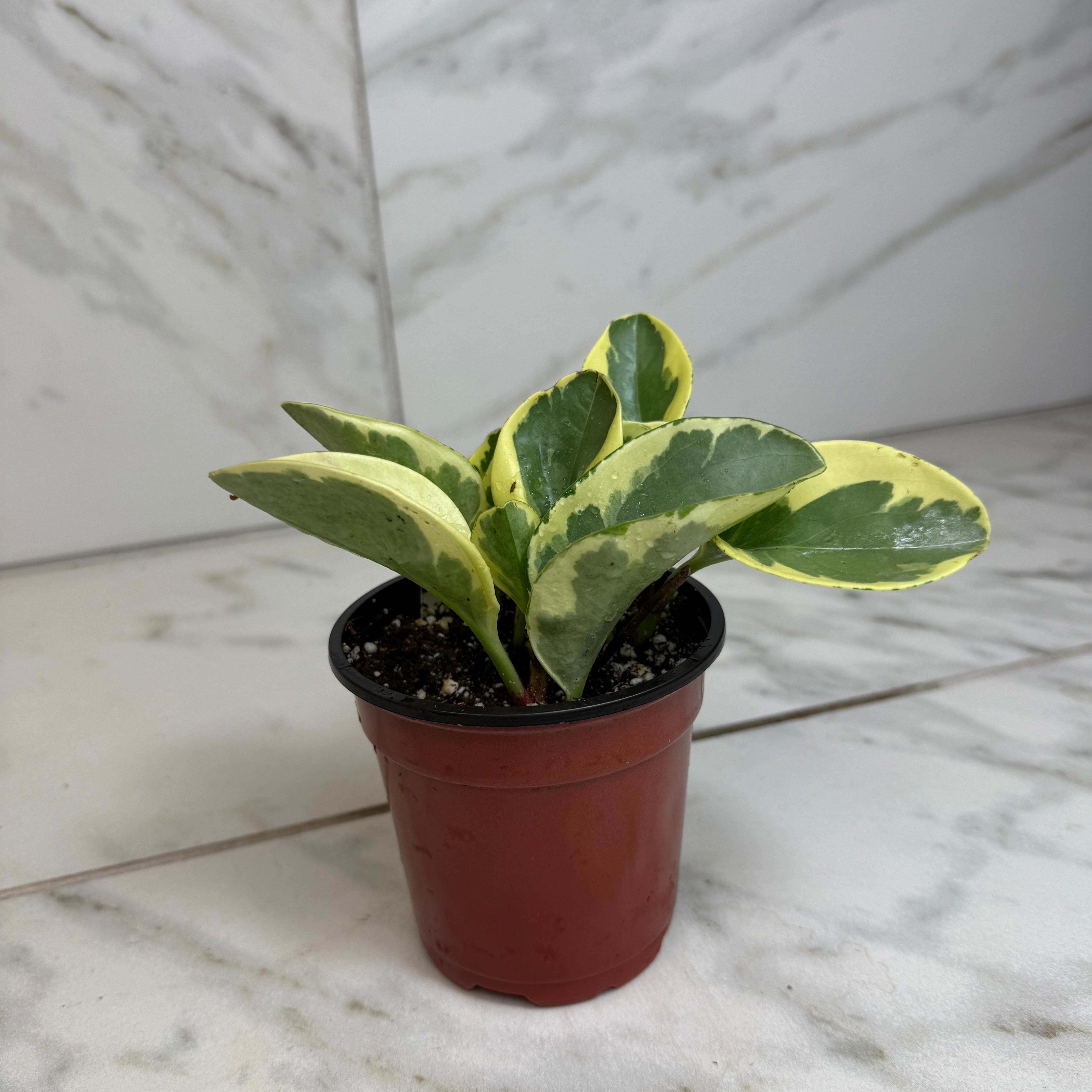 Peperomia Obtusifolia Variegated, 4