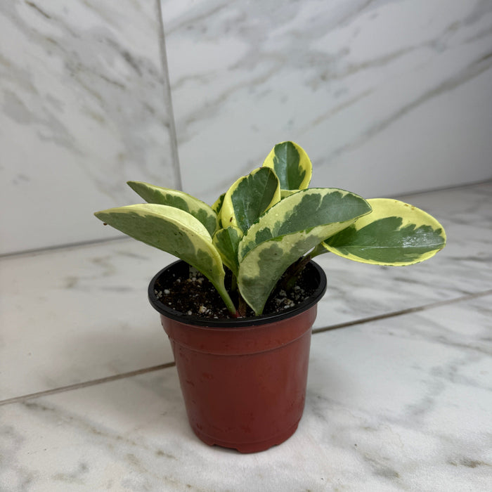 house plants large variegated leaves Peperomia Obtusifolia Variegated, 4" Plant